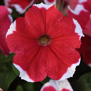 Madness&reg; 'Red Picotee' -Petunia 