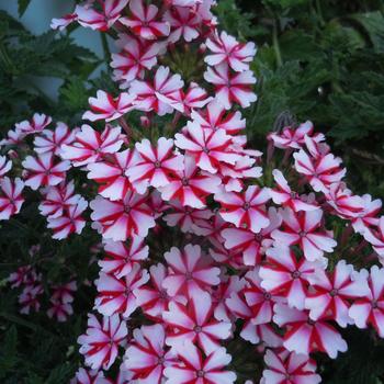 Lanai&reg; 'Candy Cane' -Verbena 
