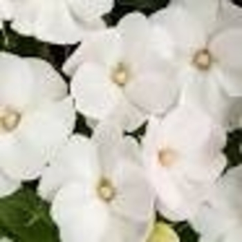SunPatiens&reg; Compact Classic White -Impatiens 