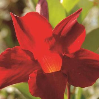 Sun Parasol&reg; 'Crimson' -Mandevilla 
