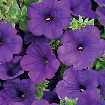 Supertunia&reg; ''Royal Velvet&reg;'' -Petunia 