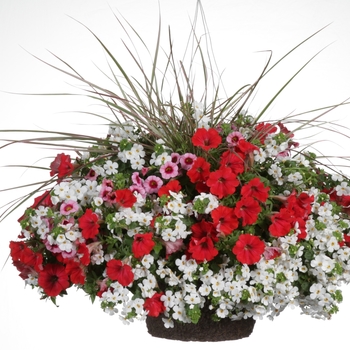 Superbells&reg; 'Strawberry Punch&trade;' -Calibrachoa 