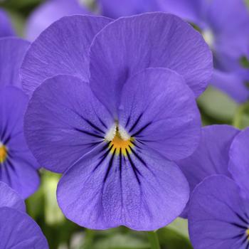 Penny&trade; Blue -Viola cornuta (Pansy)