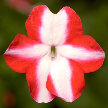 Imara&trade; 'XDR Orange Star' -Impatiens walleriana