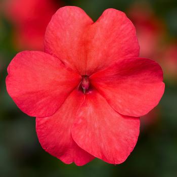 Imara&trade; 'XDR Salmon Shades' -Impatiens walleriana