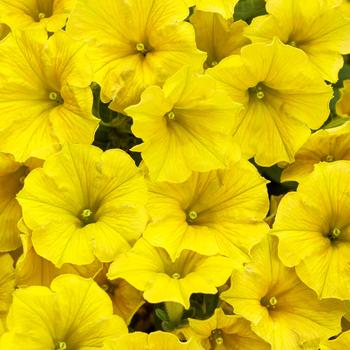Supertunia Mini Vista&reg; 'Yellow' -Petunia 