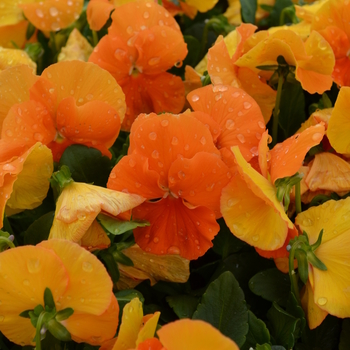 Spring Matrix&trade; Deep Orange -Viola x wittrockiana (Pansy)