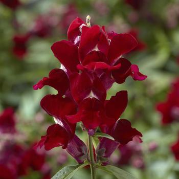 Snaptini&trade; 'Red' -Antirrhinum (Snapdragon)