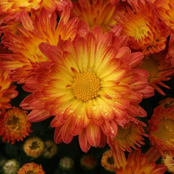 Stacy&trade; ''Dazzling Orange'' -Chrysanthemum grandiflorum (Garden Mum)