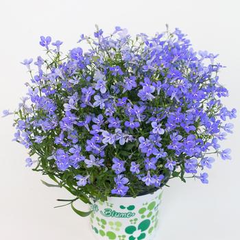 'HotPot Sky Blue' -Lobelia x