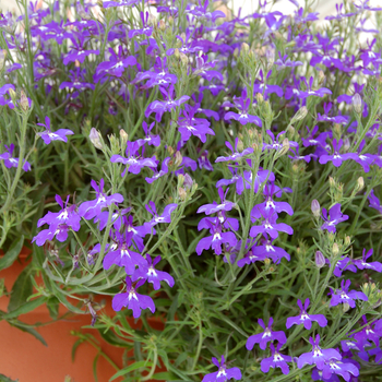 Hot&reg; 'Blue w/Eye' -Lobelia erinus