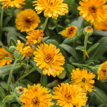 Lady Godiva&reg; 'Orange' -Calendula officinalis (English Marigold)