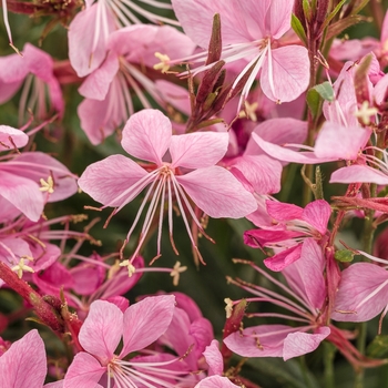 ''Karalee&reg; Petite Pink'' Wand Flower -Gaura lindheimeri
