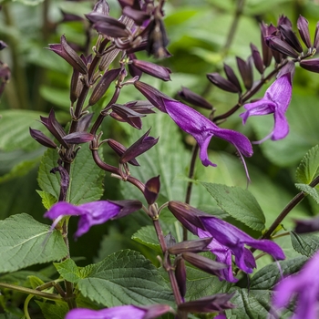 Rockin'&reg; 'Deep Purple' -Salvia 
