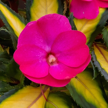 SunPatiens&reg; Compact Tropical Rose -Impatiens 