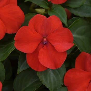 Beacon&trade; Bright Red -Impatiens walleriana