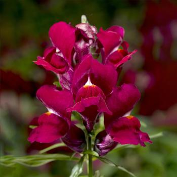 Snaptini&trade; 'Violet' -Antirrhinum (Snapdragon)