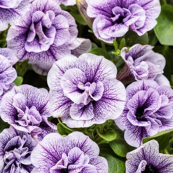 Supertunia&reg; ''Priscilla'' -Petunia 