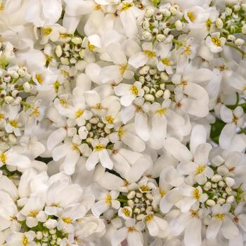 Whistler&trade; White Candytuft -Iberis sempervirens