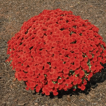 ''Tabitha&trade; Scarlet'' Garden Mum -Chrysanthemum x morifolium