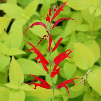 Rockin&reg; 'Golden Delicious' -Salvia elegans (Golden Leaved Pineapple Sage)