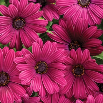 Bright Lights&trade; 'Purple' -Osteospermum (African Daisy)