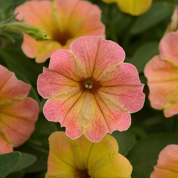 Cascadias&trade; 'Indian Summer' -Petunia 