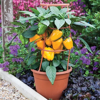 'Liberty Belle' Pepper -Capsicum annuum