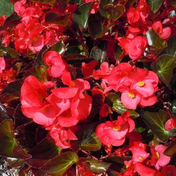 Big&trade; 'Red Bronze Leaf' -Begonia x benariensis
