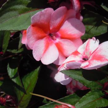 SunPatiens&reg; Peach Candy -Impatiens 