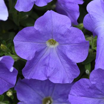 E3 Easy Wave&reg; 'Blue Sky' -Petunia 