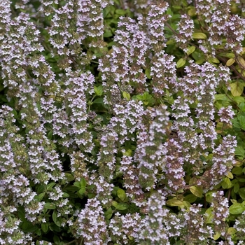 English Thyme -Thymus vulgaris