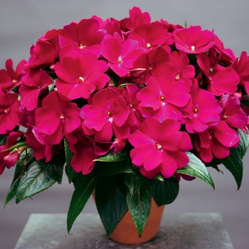 Sonic&reg; 'Sweet Purple' -Impatiens hawkeri (New Guinea impatiens)