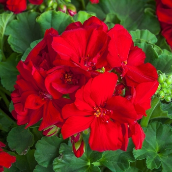 Calliope&reg; Medium Red -Pelargonium (Interspecific Geranium)