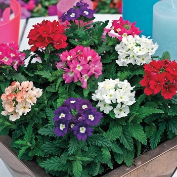 Tuscany&trade; 'Mix' -Verbena 