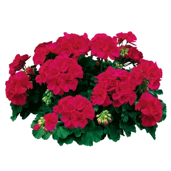 Americana&reg; 'Cherry Rose' -Pelargonium x hortorum (Zonal Geranium)