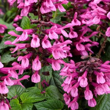 Unplugged&reg; 'Pink' -Salvia (Sage)