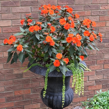 SunPatiens&reg; Electric Orange -Impatiens 