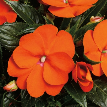 Sonic&reg; 'Orange' -Impatiens hawkeri (New Guinea Impatiens)