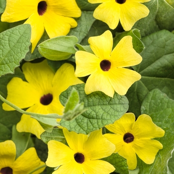 'Lemon A-Peel&reg;' Black-Eyed Susan Vine -Thunbergia alata