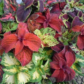 Wizard&reg; 'Mix' -coleus 