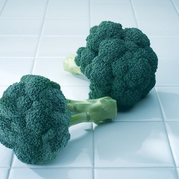 'Diplomat F1' Broccoli -Brassica 
