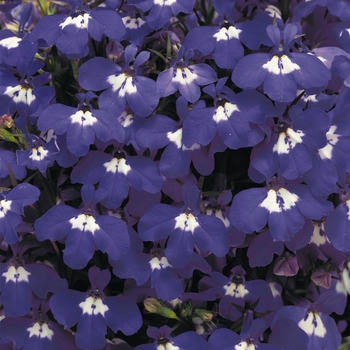 Riviera 'Blue Eyes' -Lobelia erinus