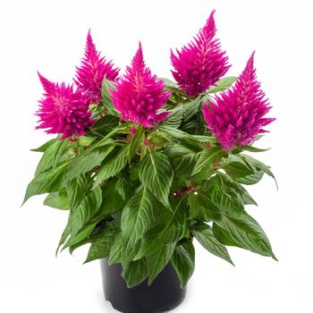 Kelos&reg; Fire Pink -Celosia spicata (Cockscomb)