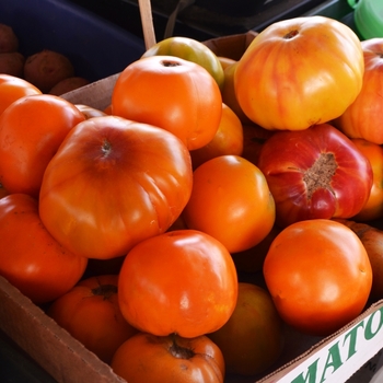 'Mr. Stripey' Heirloom Tomato -Lycopersicon esculentum