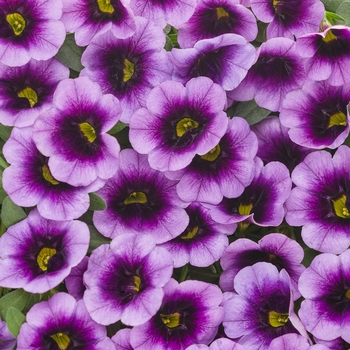 Superbells&reg; 'Blue Moon Punch&trade;' -Calibrachoa 