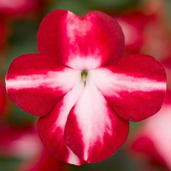 Imara&trade; 'XDR Red Star' -Impatiens walleriana