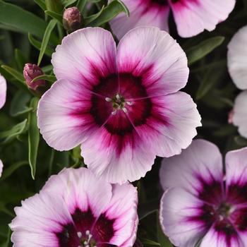 Coronet&trade; 'White Purple Eye' -Dianthus chinensis (Pinks)