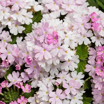 Superbena&reg; Pink Cashmere&trade; -Verbena