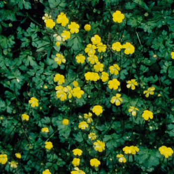 Buttercup -Ranunculus repens